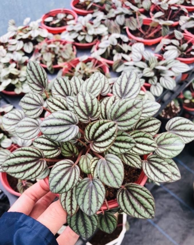 C&acirc;y Hạnh Ti&ecirc;n Thảo hợp với mệnh g&igrave;